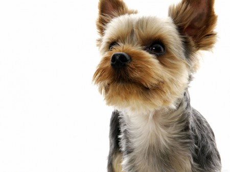 Banhos Medicinais - Cães e Gatos